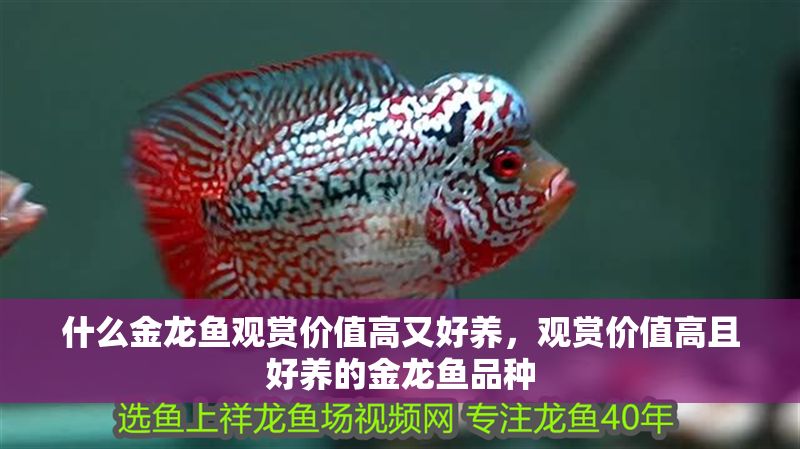 什么金龍魚觀賞價值高又好養(yǎng)，觀賞價值高且好養(yǎng)的金龍魚品種