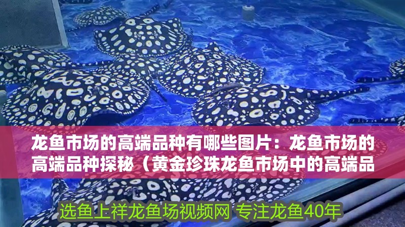 龍魚市場的高端品種有哪些圖片：龍魚市場的高端品種探秘（黃金珍珠龍魚市場中的高端品種）