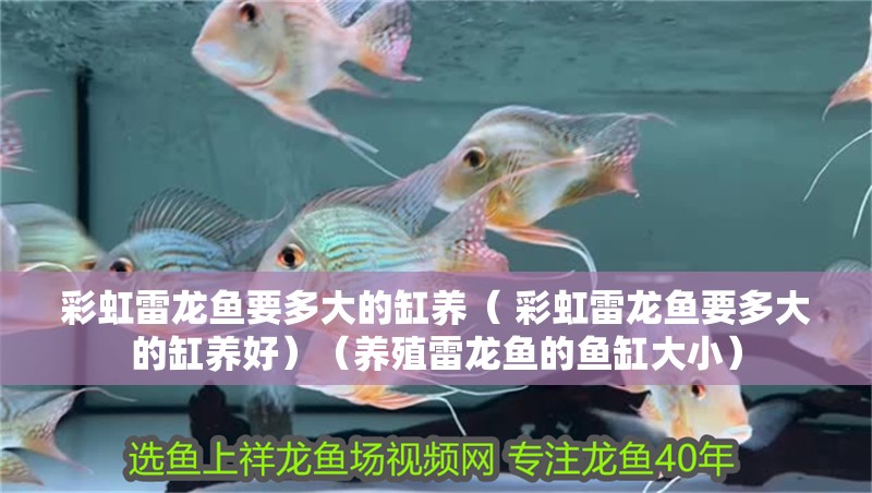 彩虹雷龍魚要多大的缸養(yǎng)（ 彩虹雷龍魚要多大的缸養(yǎng)好）（養(yǎng)殖雷龍魚的魚缸大小）