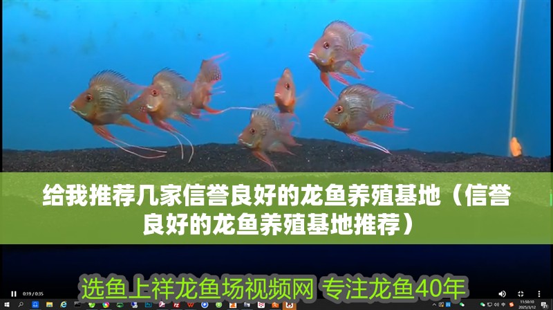 給我推薦幾家信譽良好的龍魚養殖基地（信譽良好的龍魚養殖基地推薦）