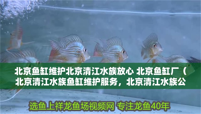 北京魚缸維護北京清江水族放心 北京魚缸廠（北京清江水族魚缸維護服務，北京清江水族公司如何維護） 北京魚缸維護北京清江水族放心 北京魚缸廠（北京清江水族魚缸維護服務，北京清江水族公司如何維護） 觀賞魚百科