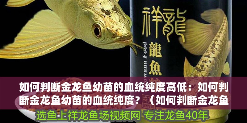 如何判斷金龍魚幼苗的血統(tǒng)純度高低：如何判斷金龍魚幼苗的血統(tǒng)純度？（如何判斷金龍魚幼苗的血統(tǒng)純度）