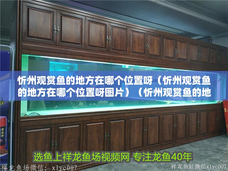 忻州觀賞魚的地方在哪個位置呀（忻州觀賞魚的地方在哪個位置呀圖片）（忻州觀賞魚的地方在哪個位置）