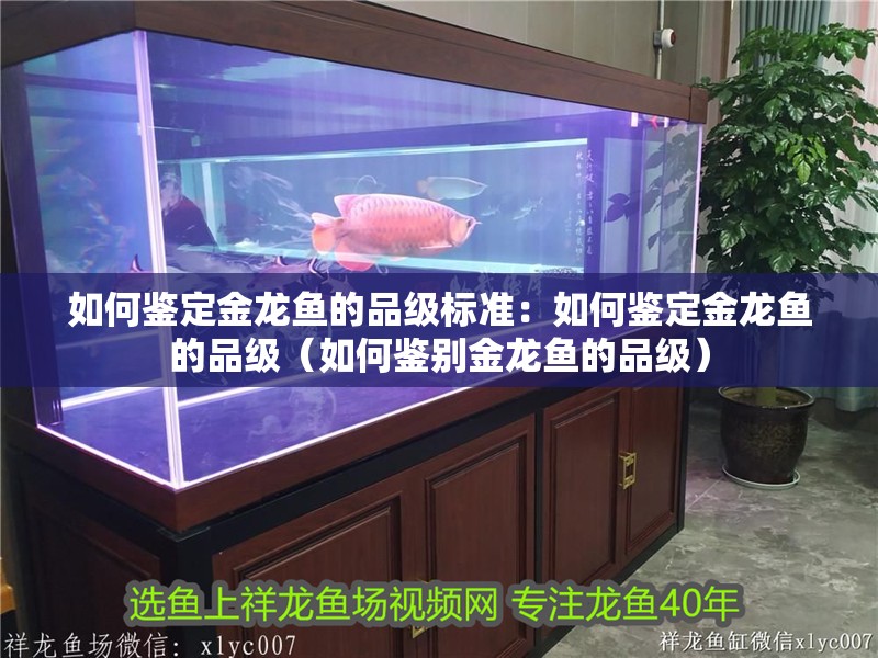 如何鑒定金龍魚的品級標準：如何鑒定金龍魚的品級（如何鑒別金龍魚的品級）