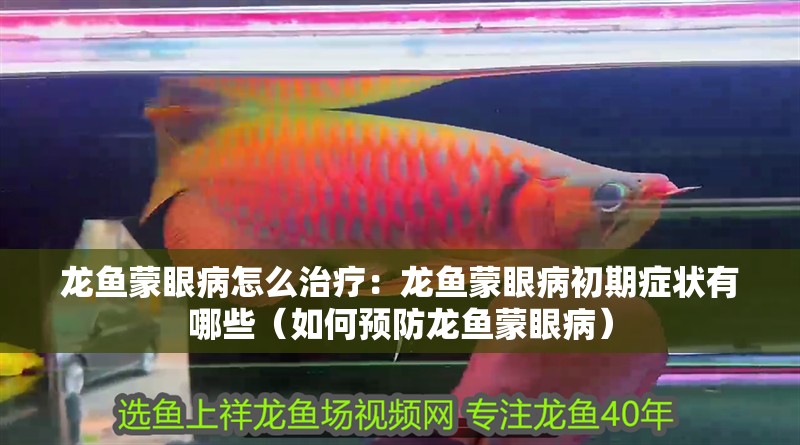 龍魚蒙眼病怎么治療：龍魚蒙眼病初期癥狀有哪些（如何預防龍魚蒙眼病） 龍魚蒙眼病怎么治療：龍魚蒙眼病初期癥狀有哪些（如何預防龍魚蒙眼病） 水族問答