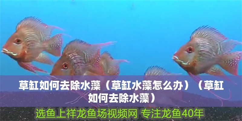 草缸如何去除水藻（草缸水藻怎么辦）（草缸如何去除水藻） 草缸如何去除水藻（草缸水藻怎么辦）（草缸如何去除水藻） 觀賞魚百科