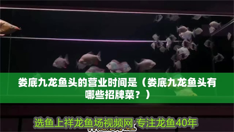 婁底九龍魚頭的營業時間是（婁底九龍魚頭有哪些招牌菜？）