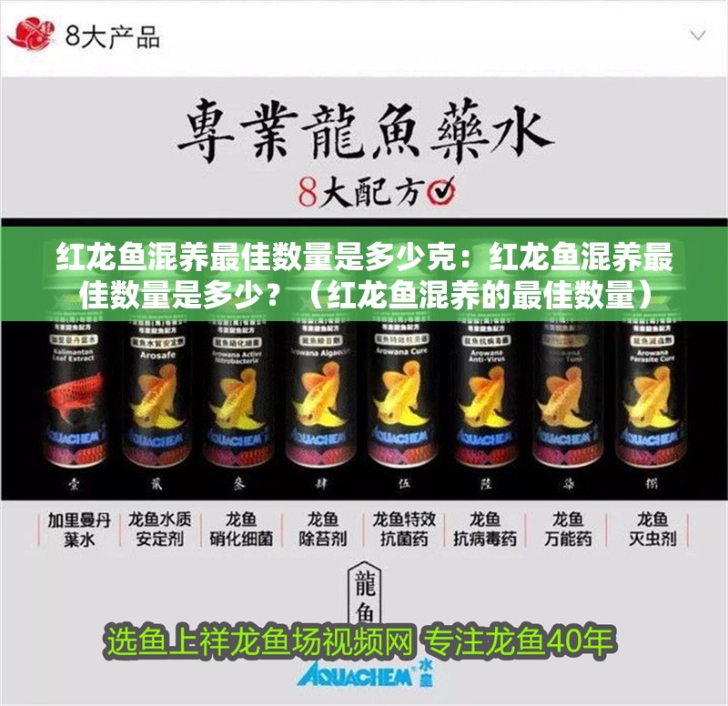 紅龍魚混養(yǎng)最佳數(shù)量是多少克：紅龍魚混養(yǎng)最佳數(shù)量是多少？（紅龍魚混養(yǎng)的最佳數(shù)量）