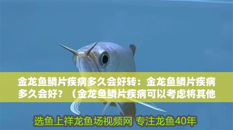 金龍魚鱗片疾病多久會好轉：金龍魚鱗片疾病多久會好？（金龍魚鱗片疾病可以考慮將其他健康常表現為金龍魚隔離治療）