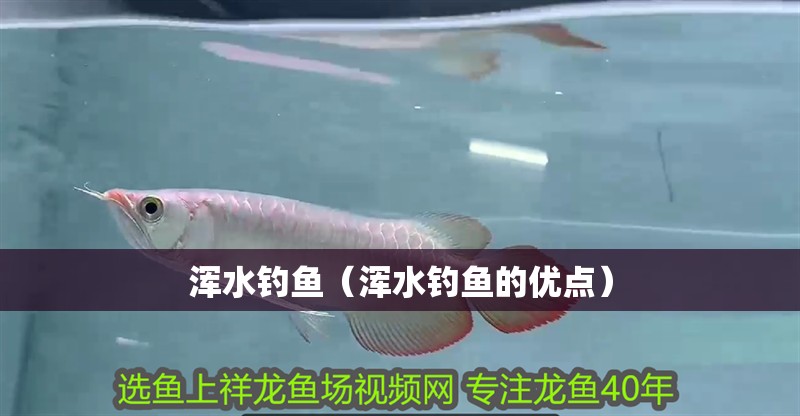 渾水釣魚（渾水釣魚的優點）
