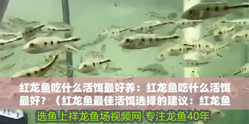 紅龍魚(yú)吃什么活餌最好養(yǎng)：紅龍魚(yú)吃什么活餌最好？（紅龍魚(yú)最佳活餌選擇的建議：紅龍魚(yú)最佳活餌選擇的建議）