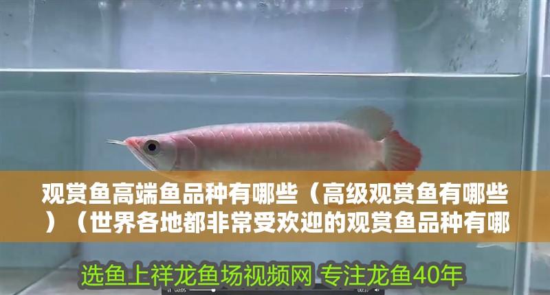 觀賞魚高端魚品種有哪些（高級觀賞魚有哪些）（世界各地都非常受歡迎的觀賞魚品種有哪些）