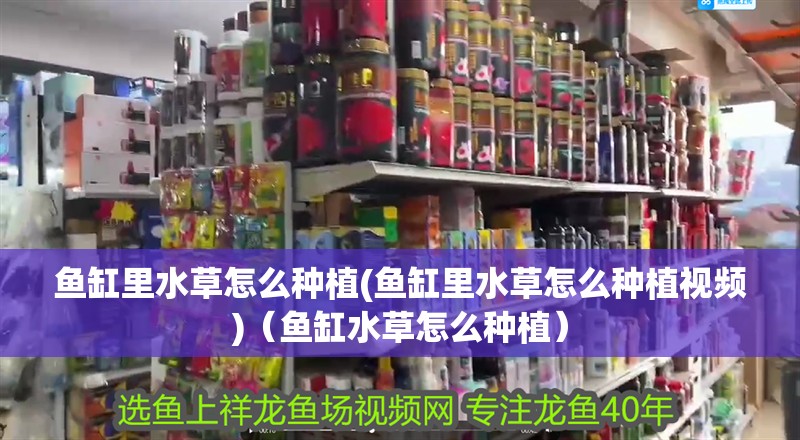 魚缸里水草怎么種植(魚缸里水草怎么種植視頻)（魚缸水草怎么種植）