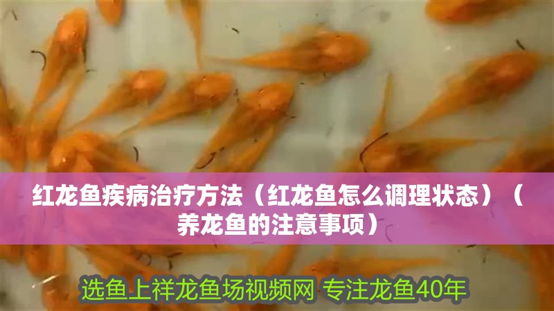 紅龍魚疾病治療方法（紅龍魚怎么調理狀態）（養龍魚的注意事項）