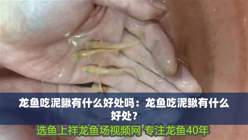 龍魚(yú)吃泥鰍有什么好處嗎：龍魚(yú)吃泥鰍有什么好處？