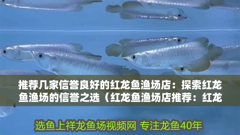推薦幾家信譽(yù)良好的紅龍魚漁場(chǎng)店：探索紅龍魚漁場(chǎng)的信譽(yù)之選（紅龍魚漁場(chǎng)店推薦：紅龍魚養(yǎng)殖的zz漁場(chǎng)店推薦）