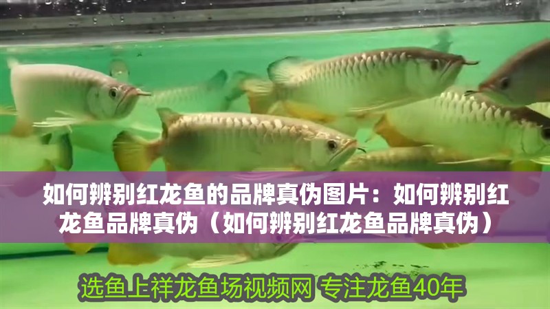 如何辨別紅龍魚的品牌真偽圖片：如何辨別紅龍魚品牌真偽（如何辨別紅龍魚品牌真偽）