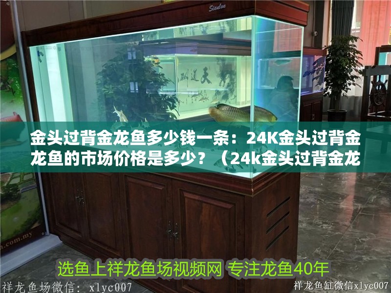 金頭過背金龍魚多少錢一條：24K金頭過背金龍魚的市場價格是多少？（24k金頭過背金龍魚市場價格是多少24k金頭過背金龍魚市場價格）