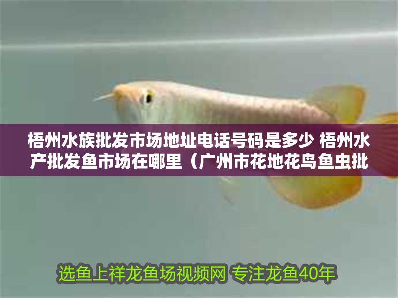 梧州水族批發市場地址電話號碼是多少 梧州水產批發魚市場在哪里（廣州市花地花鳥魚蟲批發市場）