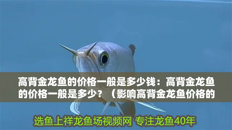 高背金龍魚(yú)的價(jià)格一般是多少錢(qián)：高背金龍魚(yú)的價(jià)格一般是多少？（影響高背金龍魚(yú)價(jià)格的因素）