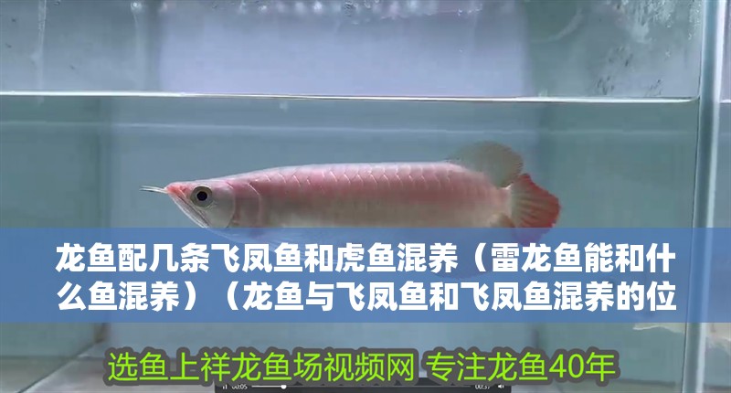 龍魚配幾條飛鳳魚和虎魚混養(yǎng)（雷龍魚能和什么魚混養(yǎng)）（龍魚與飛鳳魚和飛鳳魚混養(yǎng)的位置搭配）