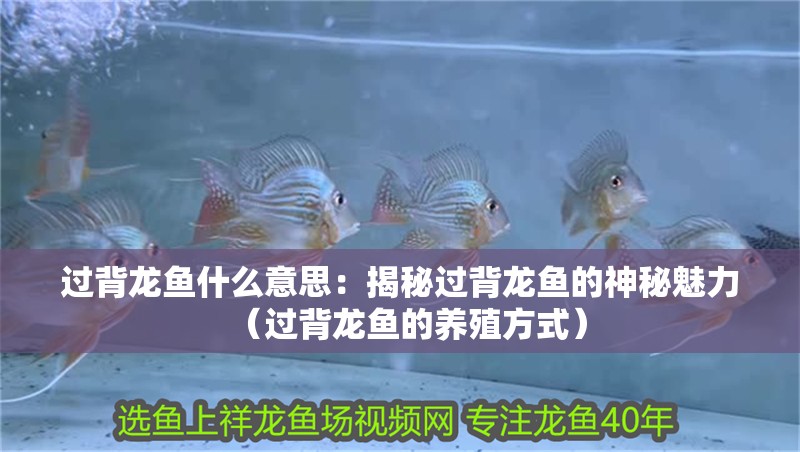 過背龍魚什么意思：揭秘過背龍魚的神秘魅力（過背龍魚的養殖方式）