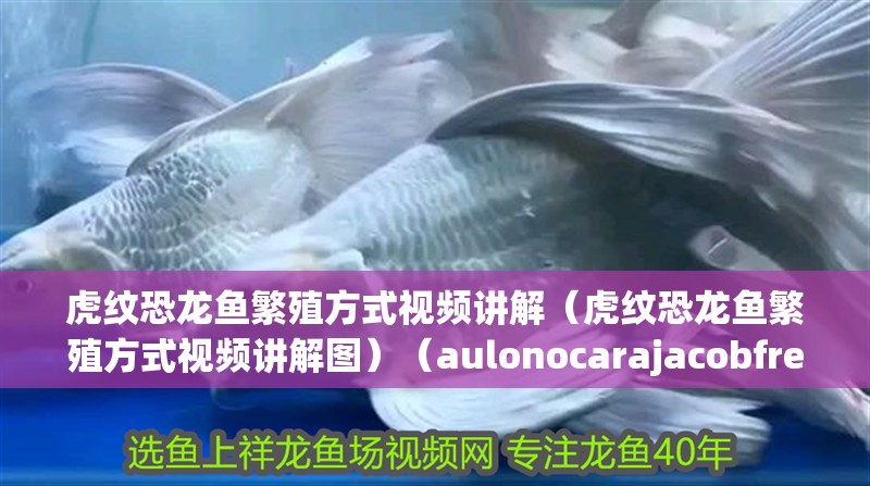 虎紋恐龍魚繁殖方式視頻講解（虎紋恐龍魚繁殖方式視頻講解圖）（aulonocarajacobfreibergi虎紋恐龍魚的繁殖方式）