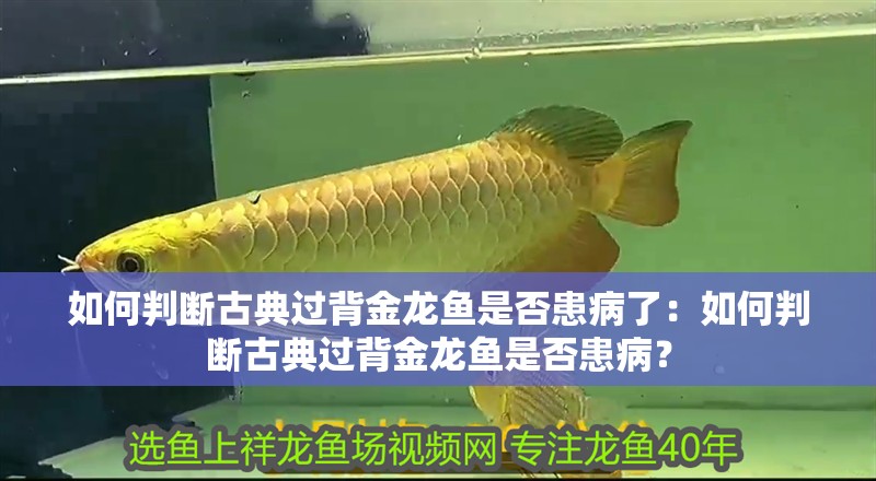 如何判斷古典過(guò)背金龍魚(yú)是否患病了：如何判斷古典過(guò)背金龍魚(yú)是否患病？