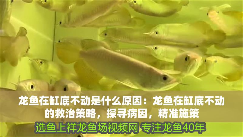 龍魚在缸底不動是什么原因：龍魚在缸底不動的救治策略，探尋病因，精準(zhǔn)施策