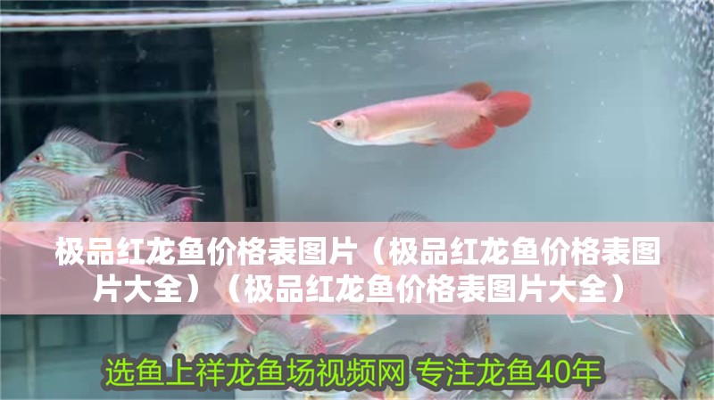 極品紅龍魚價格表圖片（極品紅龍魚價格表圖片大全）（極品紅龍魚價格表圖片大全）