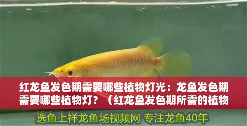 紅龍魚發(fā)色期需要哪些植物燈光：龍魚發(fā)色期需要哪些植物燈？（紅龍魚發(fā)色期所需的植物燈種類）
