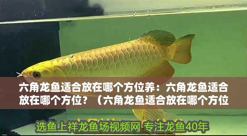 六角龍魚適合放在哪個方位養(yǎng)：六角龍魚適合放在哪個方位？（六角龍魚適合放在哪個方位）