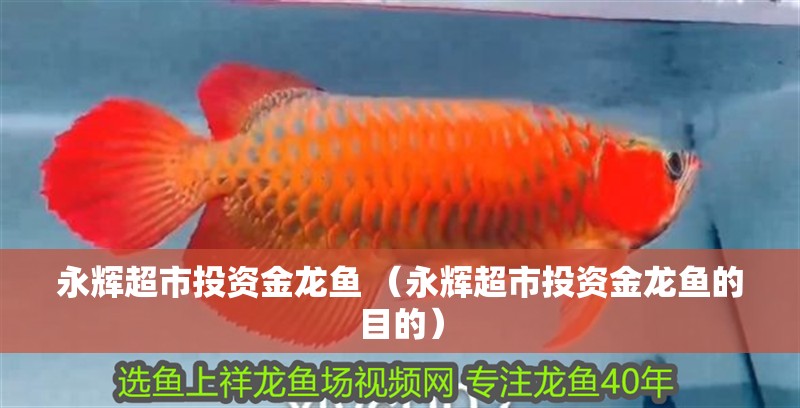永輝超市投資金龍魚(yú) （永輝超市投資金龍魚(yú)的目的）