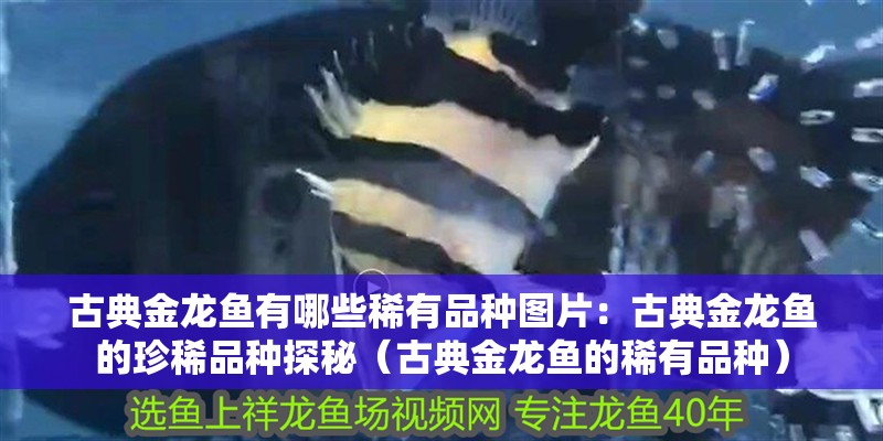 古典金龍魚(yú)有哪些稀有品種圖片：古典金龍魚(yú)的珍稀品種探秘（古典金龍魚(yú)的稀有品種）