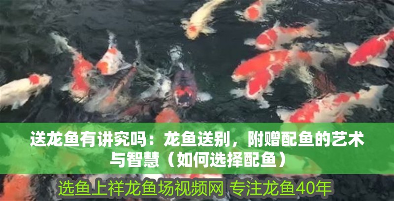 送龍魚有講究嗎：龍魚送別，附贈配魚的藝術與智慧（如何選擇配魚）