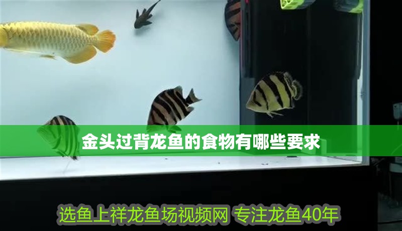 金頭過背龍魚的食物有哪些要求 金頭過背龍魚的食物有哪些要求 龍魚百科