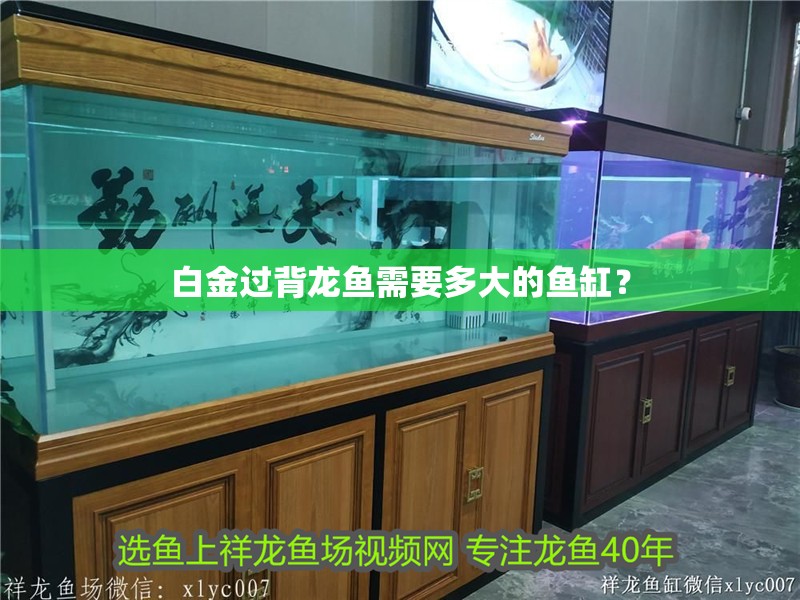 白金過(guò)背龍魚需要多大的魚缸？
