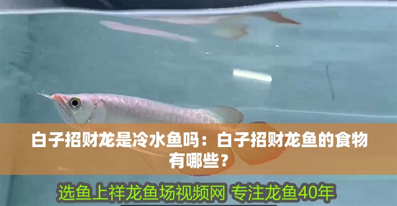 白子招財龍是冷水魚嗎：白子招財龍魚的食物有哪些？
