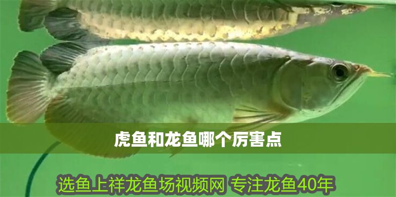虎魚和龍魚哪個厲害點 龍魚百科 第1張 虎魚和龍魚哪個厲害點 虎魚和龍魚哪個厲害點 龍魚百科 第1張