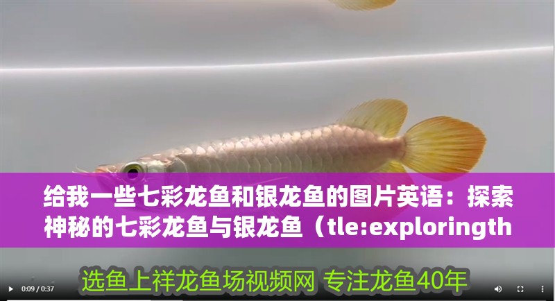 給我一些七彩龍魚(yú)和銀龍魚(yú)的圖片英語(yǔ)：探索神秘的七彩龍魚(yú)與銀龍魚(yú)（tle:exploringthemysterious）