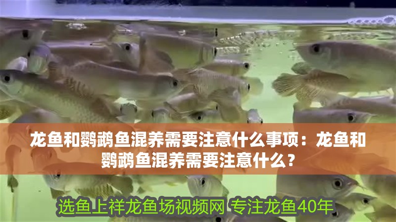 龍魚和鸚鵡魚混養(yǎng)需要注意什么事項：龍魚和鸚鵡魚混養(yǎng)需要注意什么？