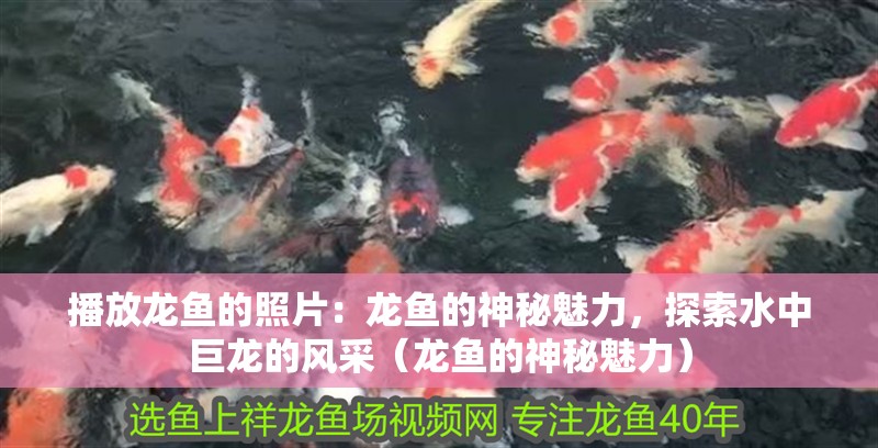 播放龍魚的照片：龍魚的神秘魅力，探索水中巨龍的風采（龍魚的神秘魅力）