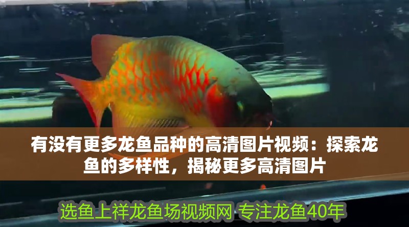 有沒有更多龍魚品種的高清圖片視頻：探索龍魚的多樣性，揭秘更多高清圖片