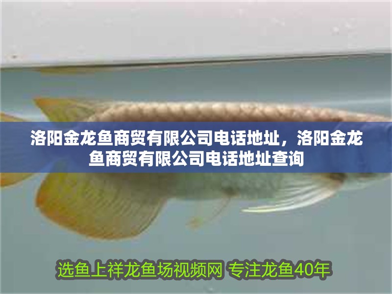 洛陽金龍魚商貿有限公司電話地址，洛陽金龍魚商貿有限公司電話地址查詢