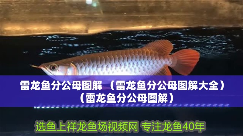 雷龍魚分公母圖解 （雷龍魚分公母圖解大全）（雷龍魚分公母圖解）