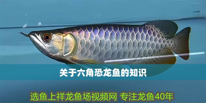 關于六角恐龍魚的知識