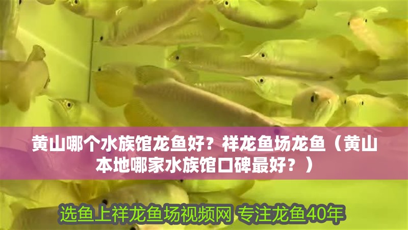 黃山哪個水族館龍魚好？祥龍魚場龍魚（黃山本地哪家水族館口碑最好？）
