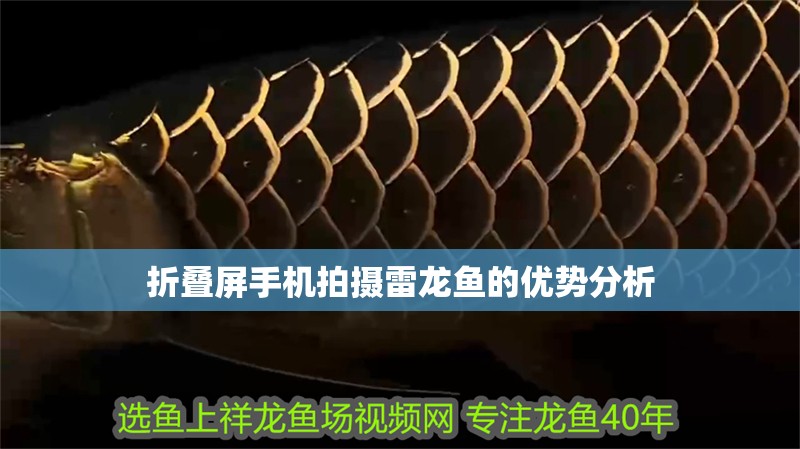 折疊屏手機拍攝雷龍魚的優(yōu)勢分析