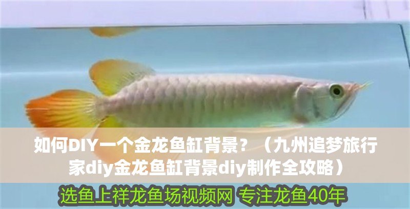 如何DIY一個金龍魚缸背景？（九州追夢旅行家diy金龍魚缸背景diy制作全攻略）