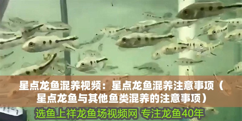 星點龍魚混養視頻：星點龍魚混養注意事項（星點龍魚與其他魚類混養的注意事項）